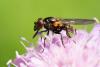 Cheilosia personata